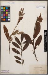 Foto von Salix cinerea L.